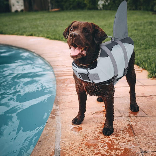 Shark Dog Life Vest & Safety Swimsuit