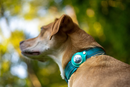 Dispositivo antipérdida AirTag 2 en 1 y collar impermeable para perros
