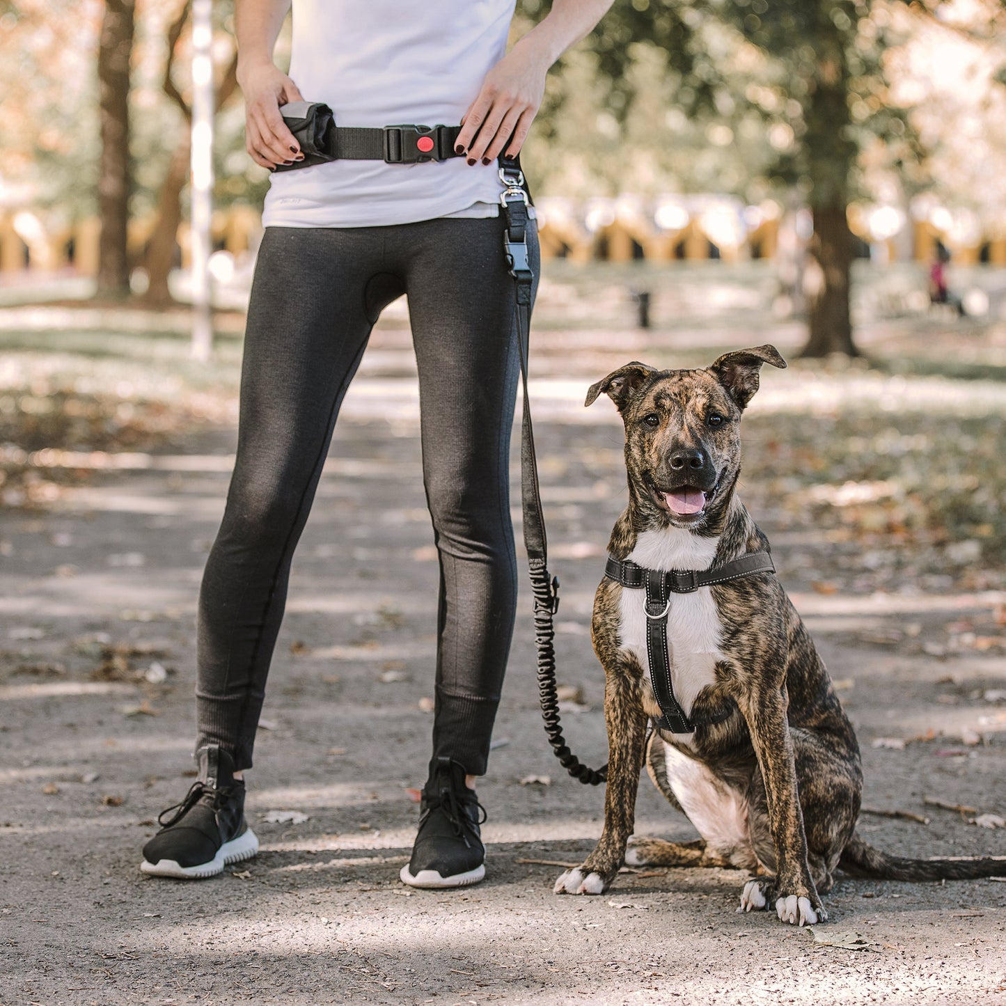 Waist Belt & Bungee Dog Leash