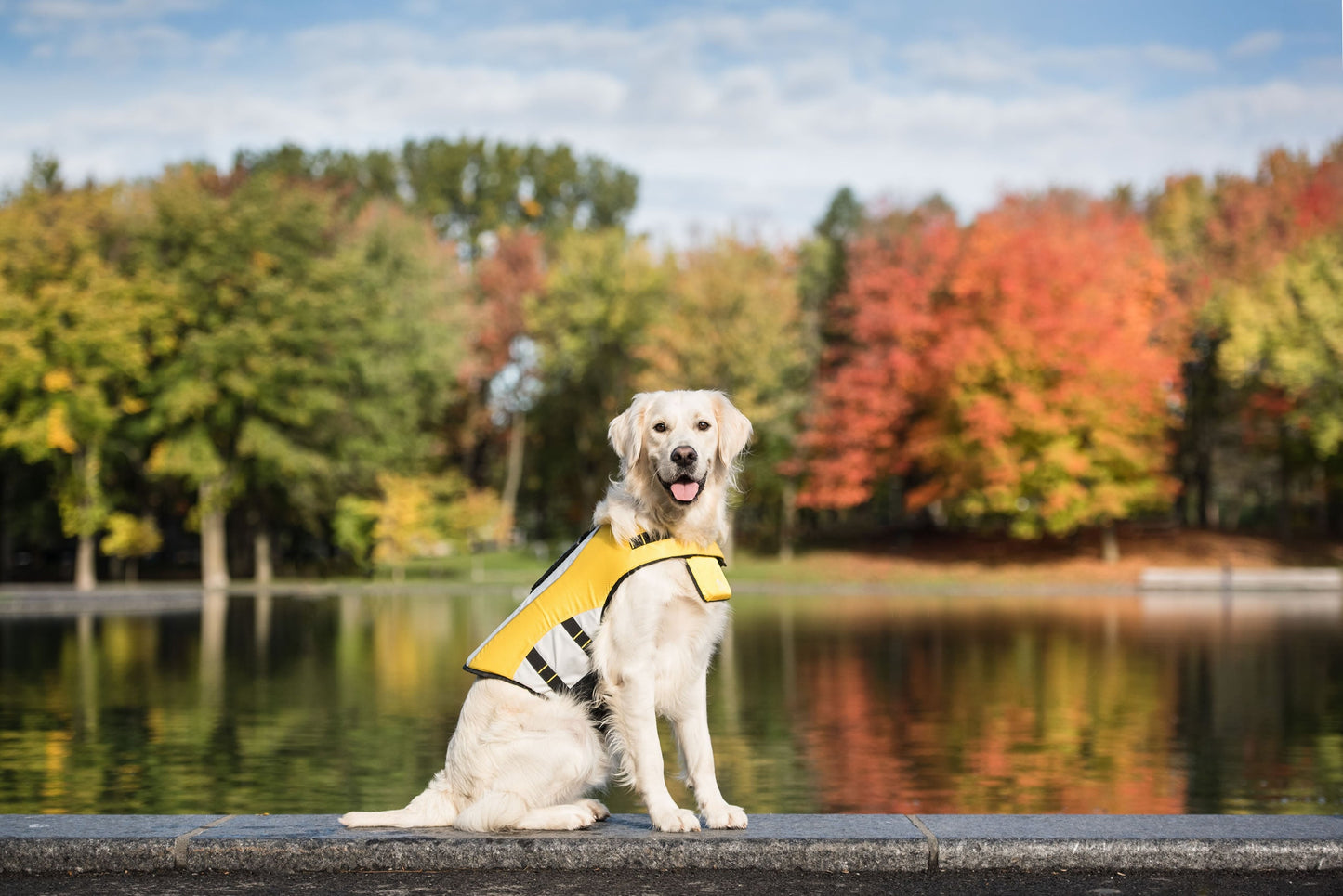Chaleco salvavidas amarillo para perros 