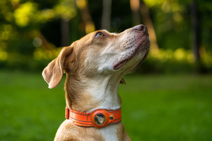 Dispositivo antipérdida AirTag 2 en 1 y collar impermeable para perros