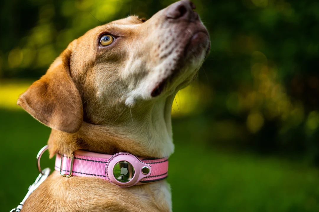 Dispositivo antipérdida AirTag 2 en 1 y collar impermeable para perros